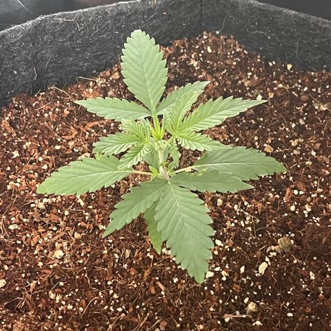Fast Killer growlog timeline photo