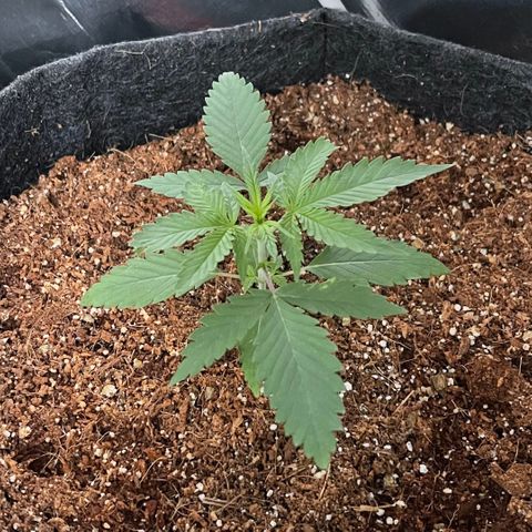 Fast Killer growlog timeline photo