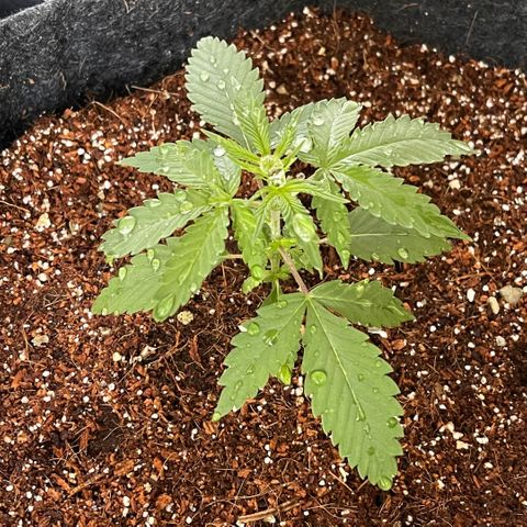Fast Killer growlog timeline photo