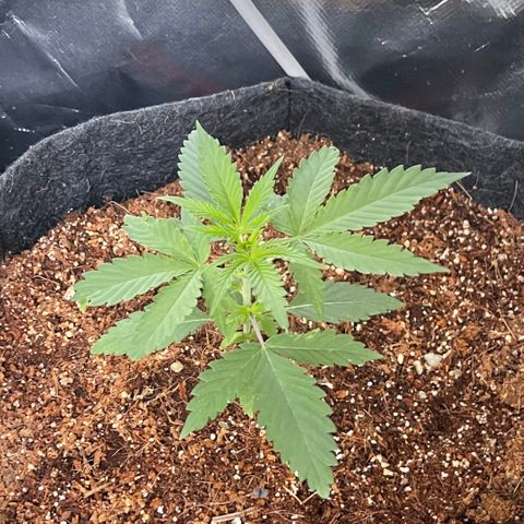 Fast Killer growlog timeline photo