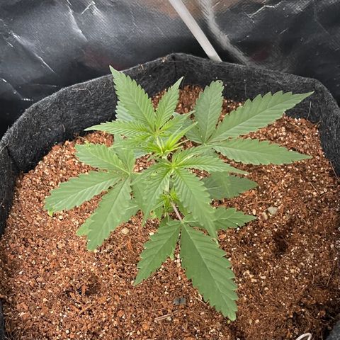 Fast Killer growlog timeline photo