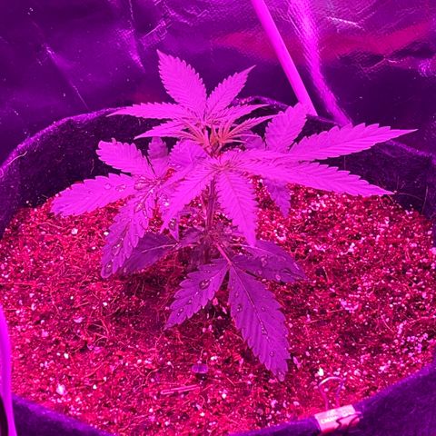Fast Killer growlog timeline photo