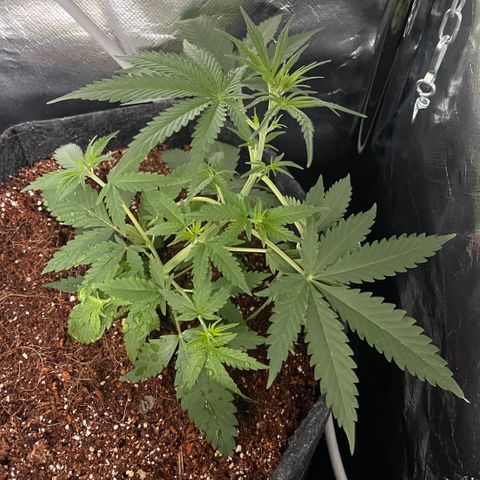 Fast Killer growlog timeline photo
