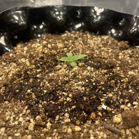 Blueberry Fast growlog timeline photo