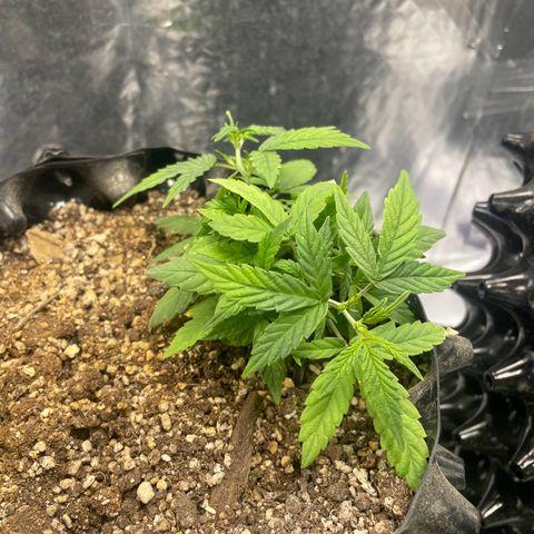 Auto Critical  growlog timeline photo