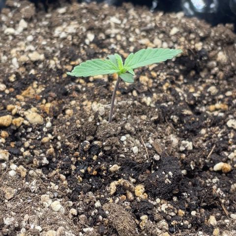 Blueberry Fast growlog timeline photo