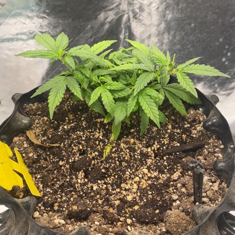 Auto Critical  growlog timeline photo