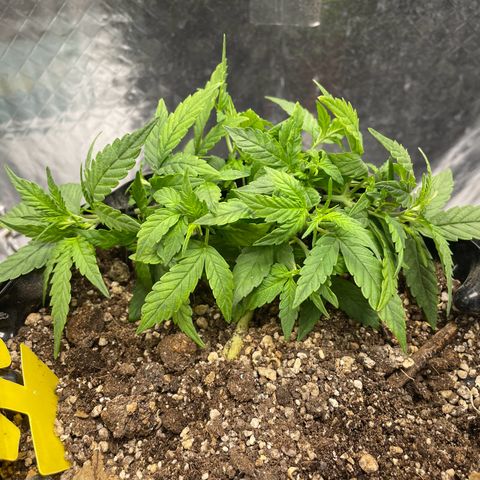 Auto Critical  growlog timeline photo