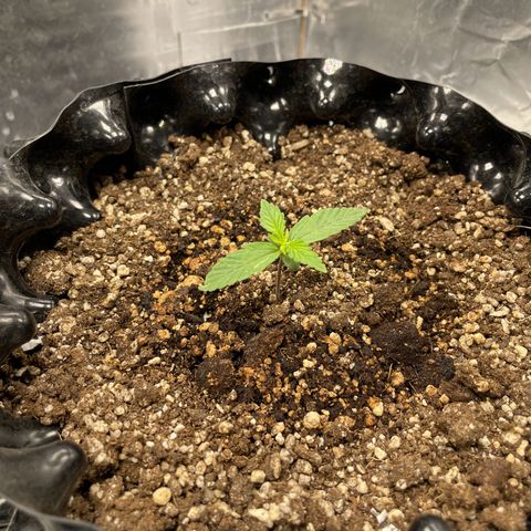 Blueberry Fast growlog timeline photo