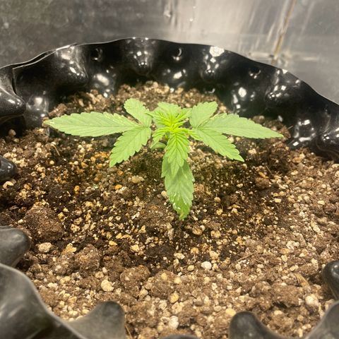 Blueberry Fast growlog timeline photo