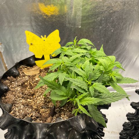 Auto Critical  growlog timeline photo