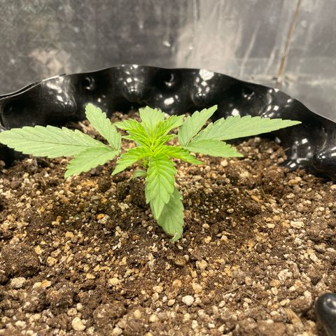 Blueberry Fast growlog photo: 6cm