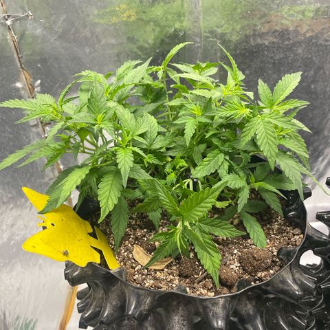 Auto Critical  growlog timeline photo
