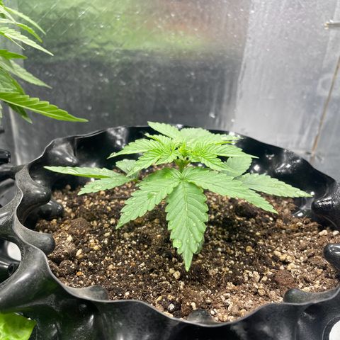 Blueberry Fast growlog photo: Ph 6.45 a 6.55 / 7.7 cm 