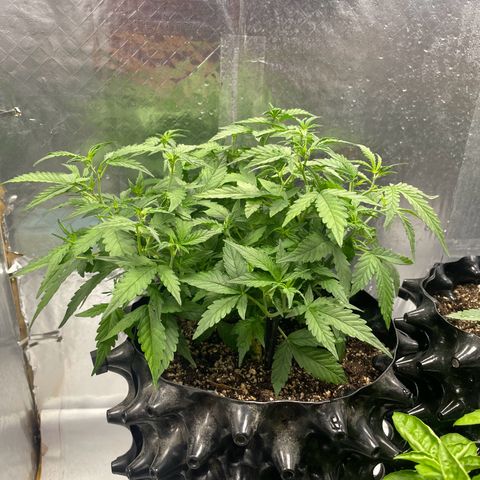 Auto Critical  growlog photo: Ph 6.45 a 6.55/ 17.7 cm 