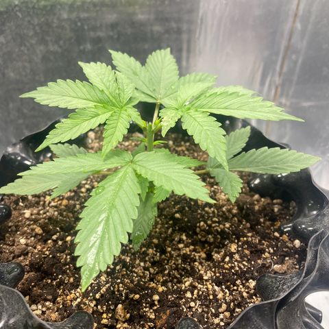 Blueberry Fast growlog photo: 500 ml + 2 ml micro+ 2 ml Grow + 2 ml bloom/ Ph 6.5 