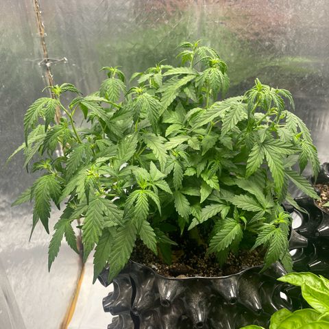 Auto Critical  growlog photo: 1 lt, 2 ml micro+ 2 ml Grow + 2 ml de bloom / Ph 6.5 