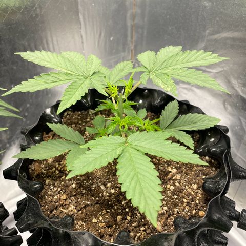 Blueberry Fast growlog timeline photo