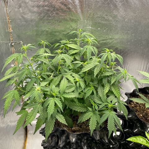 Auto Critical  growlog timeline photo