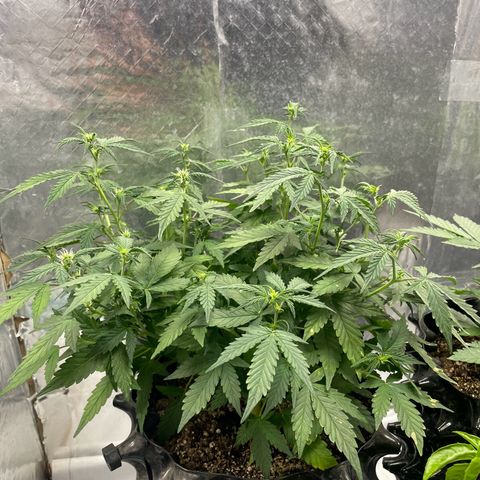 Auto Critical  growlog photo: 1 lt ( Ph 6.5) 