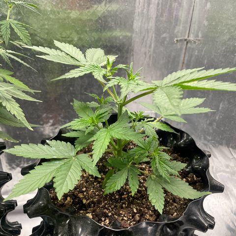 Blueberry Fast growlog photo: 500 ml (PH 6.5) 