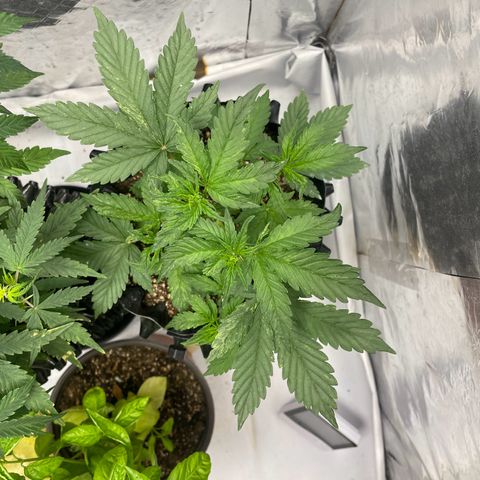 Blueberry Fast growlog timeline photo