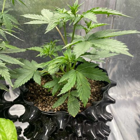 Blueberry Fast growlog timeline photo