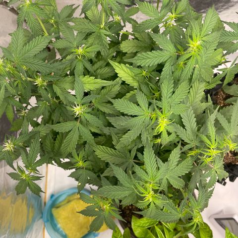 Auto Critical  growlog timeline photo