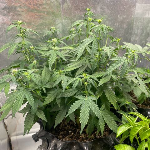 Auto Critical  growlog timeline photo