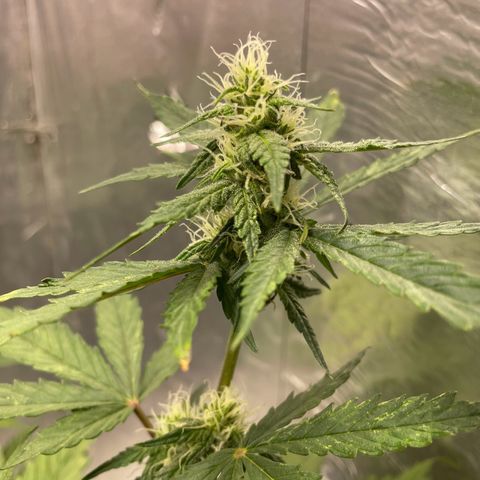 Blueberry Fast growlog timeline photo
