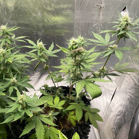 Blueberry Fast growlog timeline photo