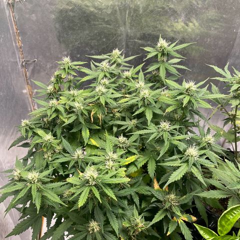 Auto Critical  growlog timeline photo