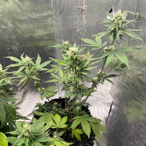 Blueberry Fast growlog timeline photo