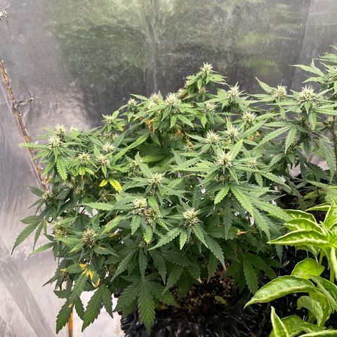 Auto Critical  growlog timeline photo