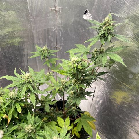 Blueberry Fast growlog timeline photo