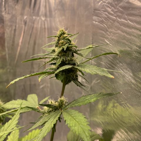 Blueberry Fast growlog timeline photo