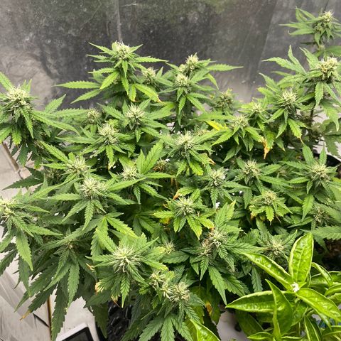 Auto Critical  growlog timeline photo