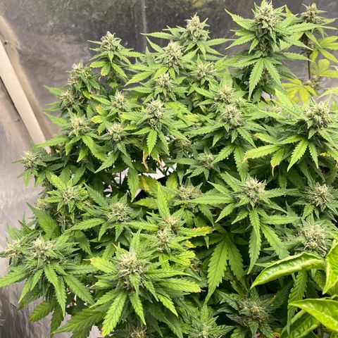 Auto Critical  growlog timeline photo