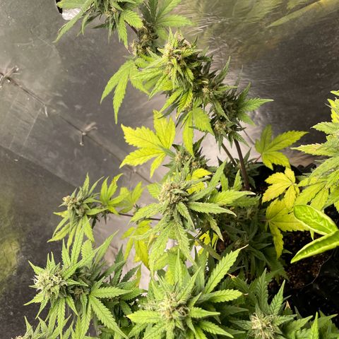 Blueberry Fast growlog timeline photo