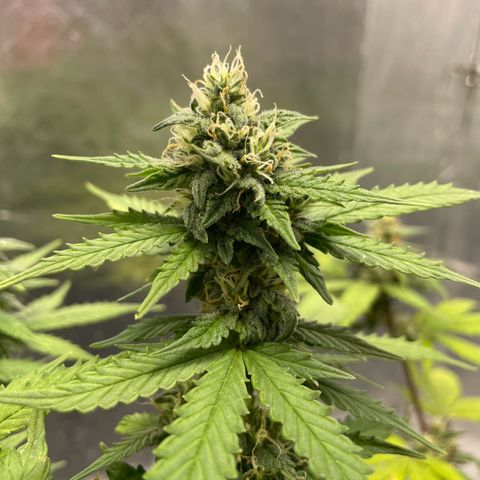 Blueberry Fast growlog timeline photo