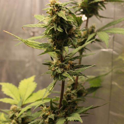 Blueberry Fast growlog timeline photo