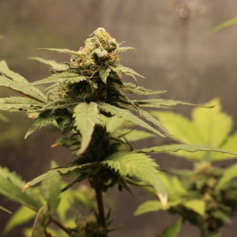 Blueberry Fast growlog timeline photo