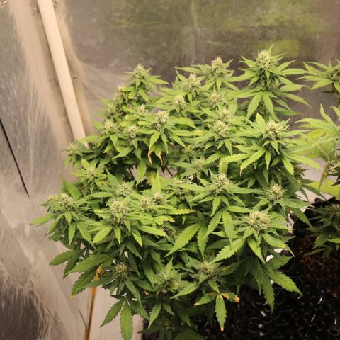 Auto Critical  growlog timeline photo