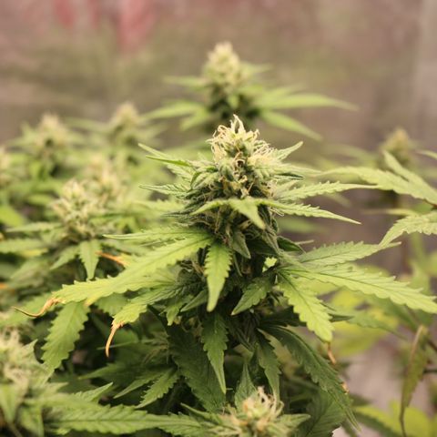 Auto Critical  growlog timeline photo