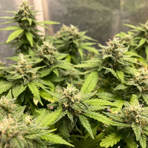 Auto Critical  growlog timeline photo