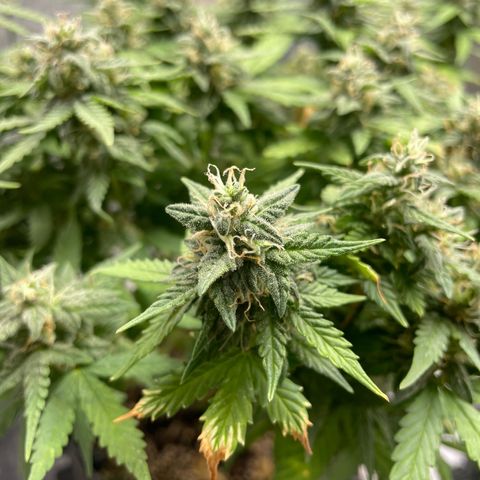 Auto Critical  growlog timeline photo