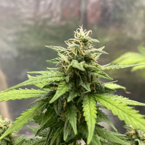 Blueberry Fast growlog timeline photo