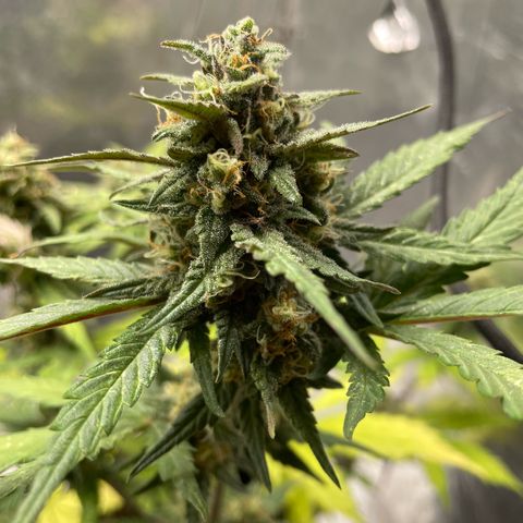 Blueberry Fast growlog timeline photo