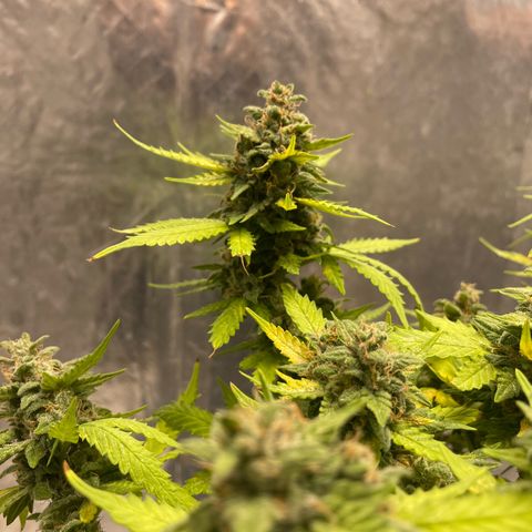 Auto Critical  growlog timeline photo