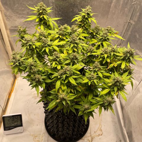 Auto Critical  growlog timeline photo